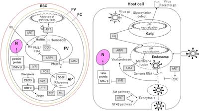 Multipurpose Drugs Active Against Both Plasmodium spp. and Microorganisms: Potential Application for New Drug Development